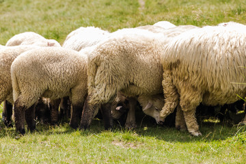 White fluffy sheep staying close together in order to create shadow for their heads, while taking a break from feeding, at noon, during a warm Summer day in Ciucas (Carpathian) mountains, Romania.