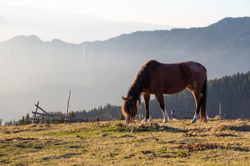 Wild mountain horse feeding on grass up in Piatra Mare mountains, Romania, part of Carpathian...