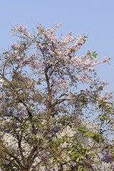 Tabaek tree./ Beautiful flower Queens Crape-Myrtle Flower blooming soft focus.