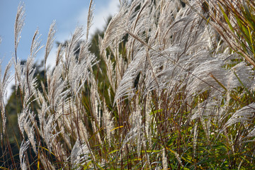 初秋のススキ