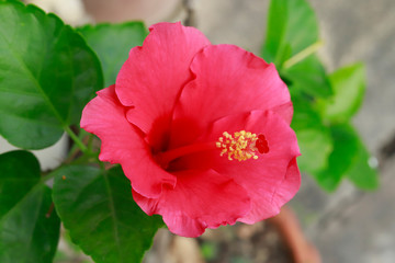 Obraz premium Hibiscus red flowers