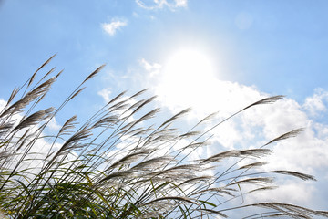 ススキと青空