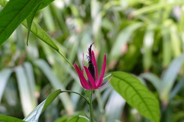 Flower Blume pink magenta grün green Botanik Pflanze plant nature Natur Garten garden