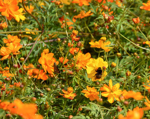 キバナコスモスと昆虫４