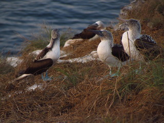 Blue-feeted booby birds by the cliff