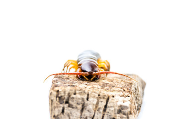 Chilopoda is an invertebrate in Found in tropical areas Live on land Most of the body length from 3-8 cm. White background.