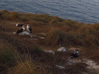 flock of booby birds by the cliff