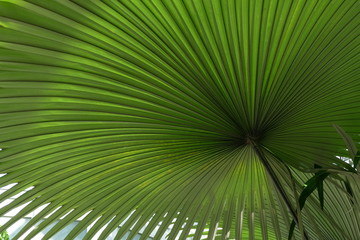 Palmenblatt Palme palm leaves grün green Garden exotic exotisch Garten
