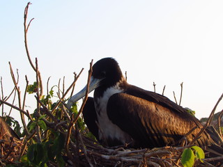 female frigate bird nesting