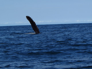 humpback whale fin