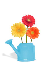 Bouquet Gerbera flowers in blue watering can