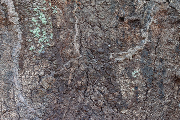Textures of old mango tree on nature for background.