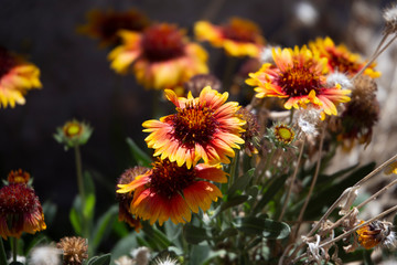 Blanket Flowers