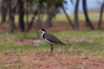 Obraz premium the masked lapwing plover bird Australia Gold Coast single 