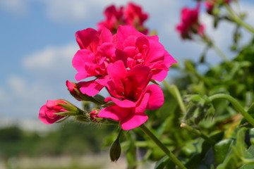 pink flower in the garden