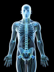 3d rendered illustration of a mans lymphatic system