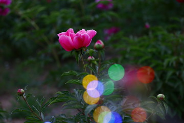 Obraz premium Blooming peony, very beautiful