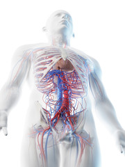 3d rendered illustration of a mans vascular system of the upper body