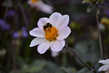 Bee in the flower