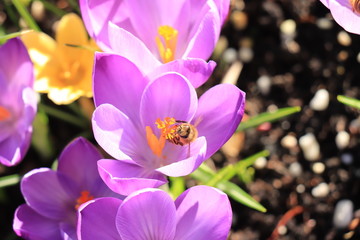 Blooming Purple crocuses