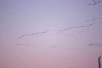 flock of birds in sky