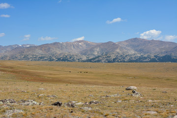 Fototapeta na wymiar Cattle grazing on an open prairie 