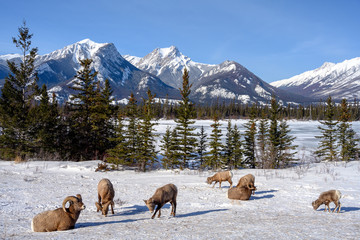Naklejka premium Bighorn sheep (Ovis canadensis), Jasper National Park, Alberta, Canada