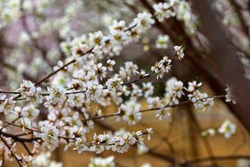 Apricot flowers blooming