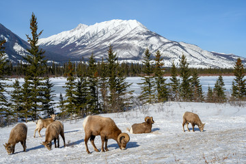 Bighorn sheep (Ovis canadensis), Jasper National Park, Alberta, Canada