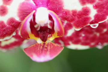 Center of an Orchid with Water Drop