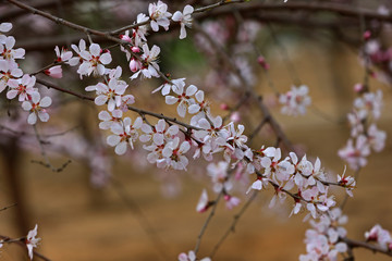 Apricot flowers blooming