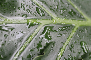 Obraz premium Reflections on the Leaf