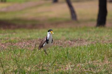 the masked lapwing plover bird  angry looking Australia Gold Coast