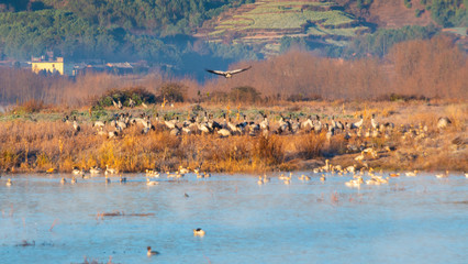 The morning of the lake