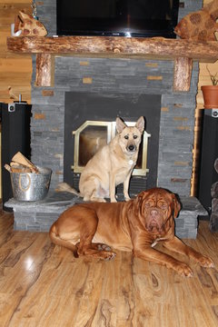dogs in front of fireplace in home