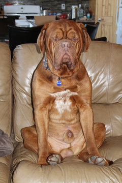 mastiff dogue de bordeaux sitting on sofa