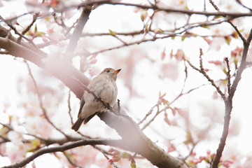 コサメビタキ　Asian brown flycatcher