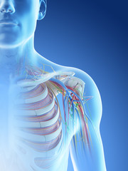 3d rendered illustration of a mans anatomy of the shoulder