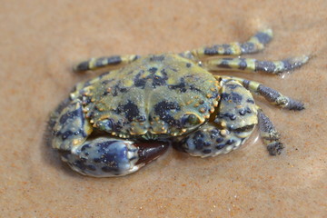 crab on sand