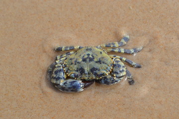 crab on sand