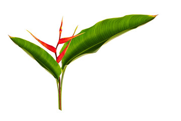 Tropical leaves with flower isolated on white background.   colorful foliage.