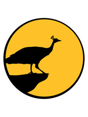 mond klippe rund kreis nacht abend sonne vogel silhouette umriss schatten pfau fasan federn groß männlich schön hübsch augen zoo wildtier comic cartoon clipart design