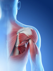 3d rendered illustration of a mans anatomy of the shoulder