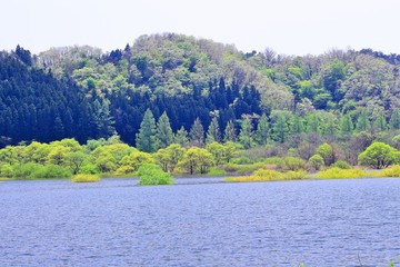 新緑の湖