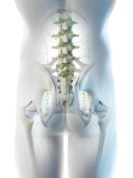 3d rendered illustration of a mans pelvic lymph nodes