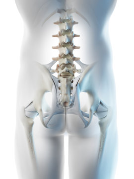 3d rendered illustration of a mans skeletal hip
