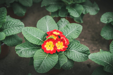 Flowers in pots . Botanical garden.