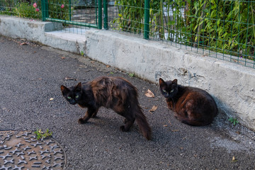 Two dirty stray cats on the city streets.