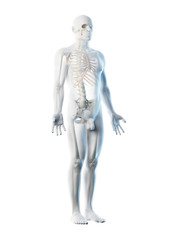 3d rendered illustration of a mans skeleton and ligaments