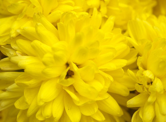 Fototapeta premium Close up of yellow flower for decorated wall paper